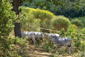 Agriristoro, Ecofattoria – Il Bosco Felice