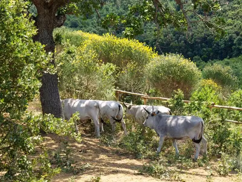 Agriristoro, Ecofattoria – Il Bosco Felice