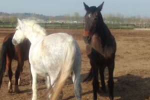 Agriturismo Addis Abeba Di Caffara Pietro E Marco