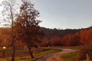 Agriturismo Agrilupi Barone