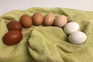 Agriturismo – azienda agricola biologica Il Bosco dei Sabini