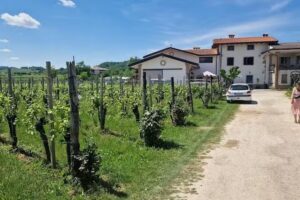 Agriturismo – Azienda Agricola – Scribano