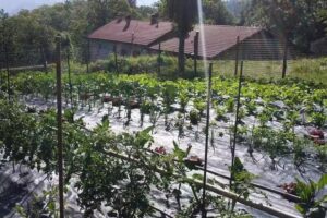 Agriturismo I Tre Porcellini