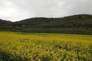 Agriturismo Il Colle