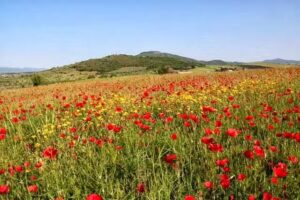 Agriturismo Il Forasacco