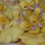 Agriturismo Il Nespolo