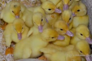 Agriturismo Il Nespolo