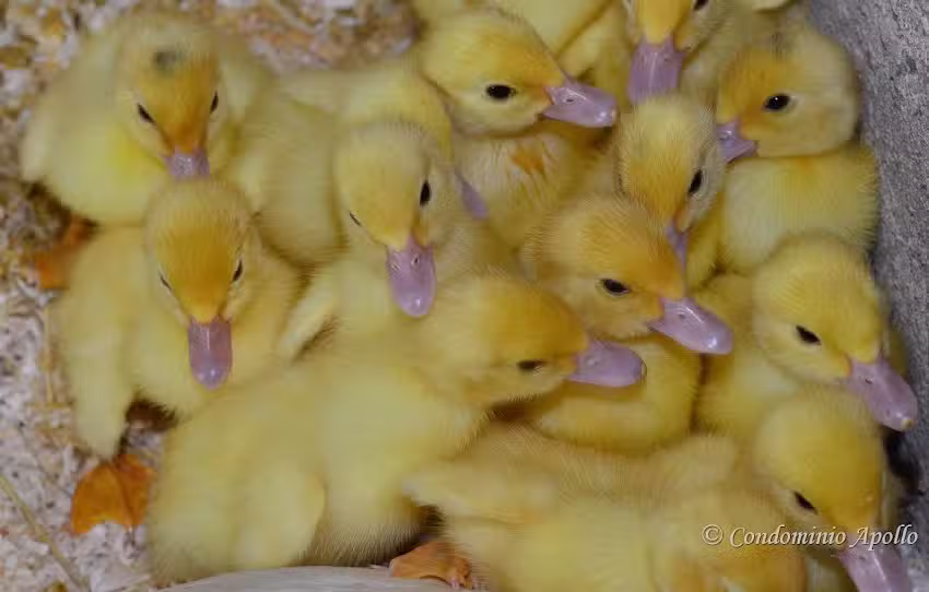 Agriturismo Il Nespolo