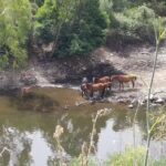 Agriturismo il Pesco