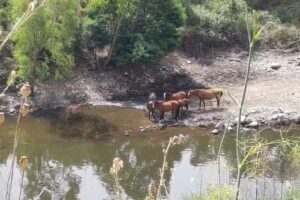 Agriturismo il Pesco