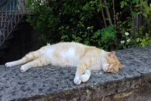 Agriturismo Il Pruno Selvatico