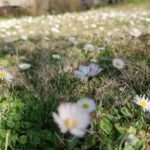 Agriturismo La Casa di Campagna