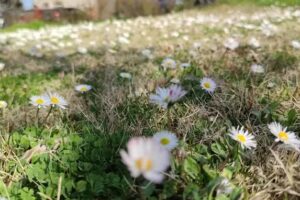 Agriturismo La Casa di Campagna