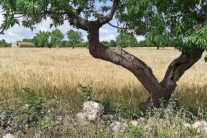 Agriturismo Masseria Sant’Angelo
