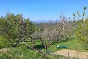 Agriturismo Podere Capiteto