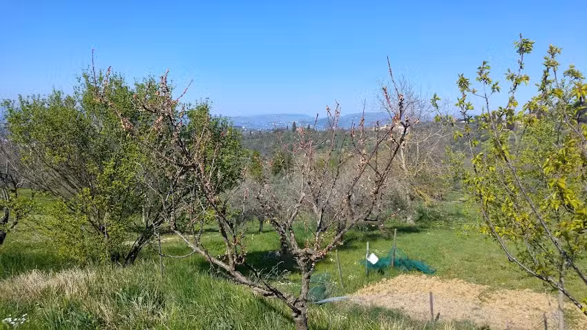 Agriturismo Podere Capiteto