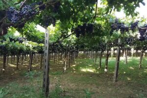 Agriturismo Podere Cauti