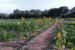 Agriturismo Prendas de Sole – Azienda agricola Biologica