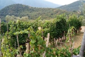 Agriturismo Rue de Zerli