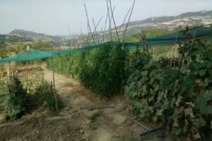 Agriturismo San Lorenzo