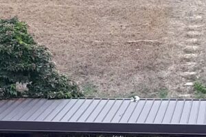 Albergo Michino Di Mariscotti T.