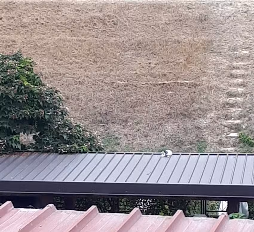 Albergo Michino Di Mariscotti T.