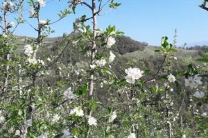 Albergo Ristorante Scoiattolo