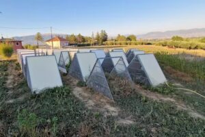 All’Ombra della Pia Società Agricola