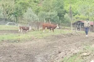 Antico Podere il Prato