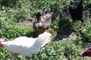 Apollonia Guest House