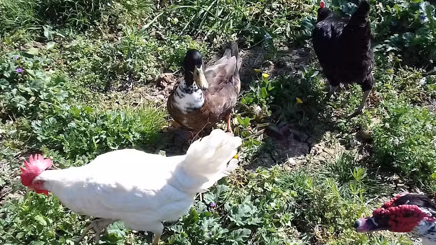 Apollonia Guest House