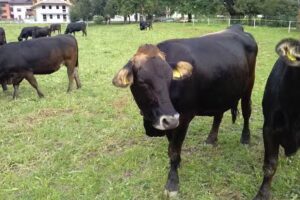 Appartamenti “La Felce”