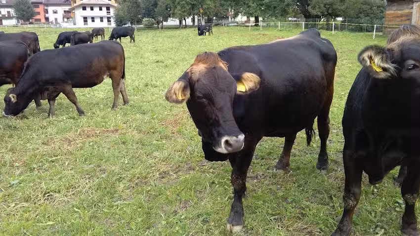 Appartamenti “La Felce”