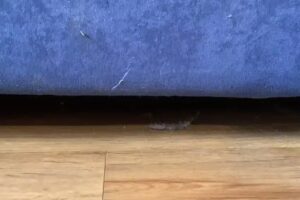 Appartamenti Roulette Montana Marilleva 900