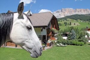 Aria d’Prè -Canins Manfred