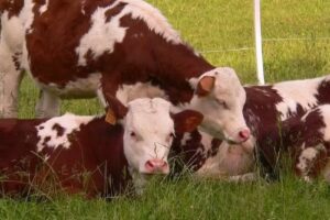 Az.Agricola/Agriturismo Pradaccio di Sopra “Antico podere De Stefani” di Graziana Pozzi