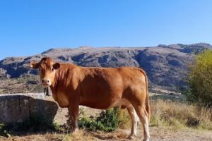 Azienda agricola Colletti