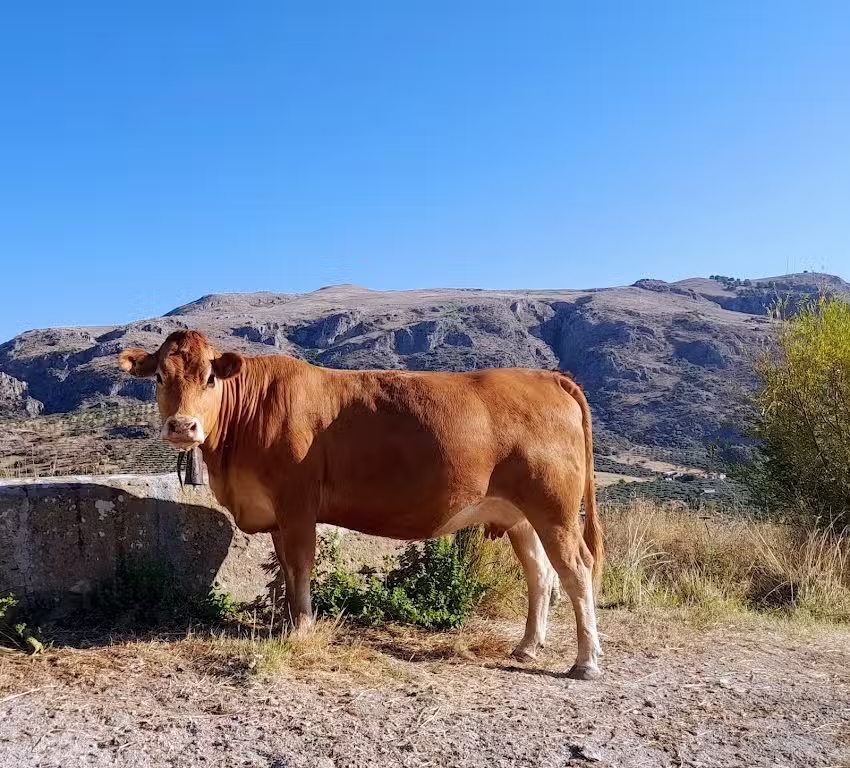 Azienda agricola Colletti