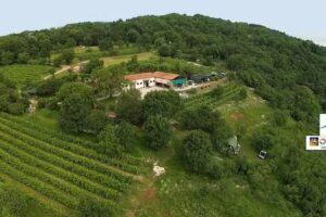 Azienda Agricola Del Monte