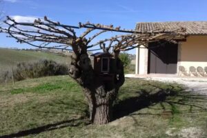 Azienda Agricola I Tre Filari di Sabbatini Silvia