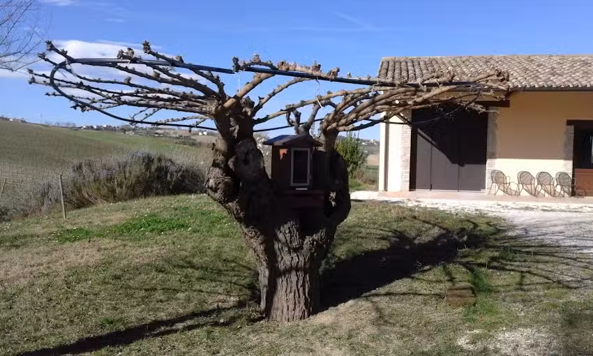 Azienda Agricola I Tre Filari di Sabbatini Silvia