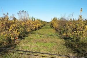 Azienda Agricola Il Melograno