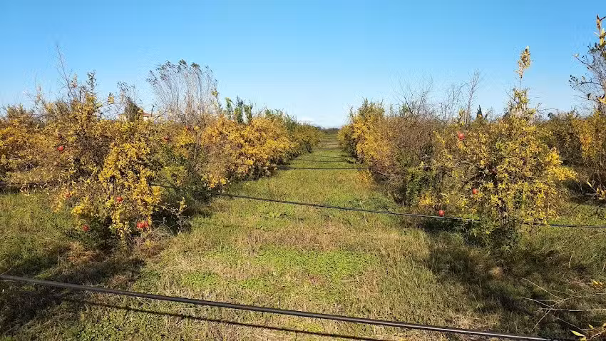 Azienda Agricola Il Melograno