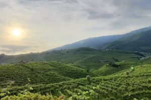 Azienda Agricola La Casa Vecchia
