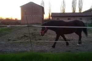 Azienda Agricola La Mirabella