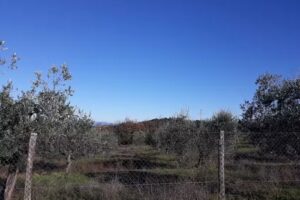 Azienda Agrituristica Bellavista