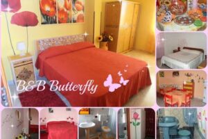B & B Butterfly