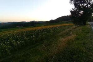 B&B Casina Belvedere