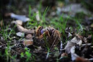 B&B Country House Il Castagneto