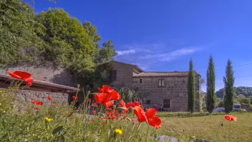 B&B “Il Vecchio Ulivo”